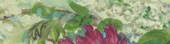 les fleurs du jardin